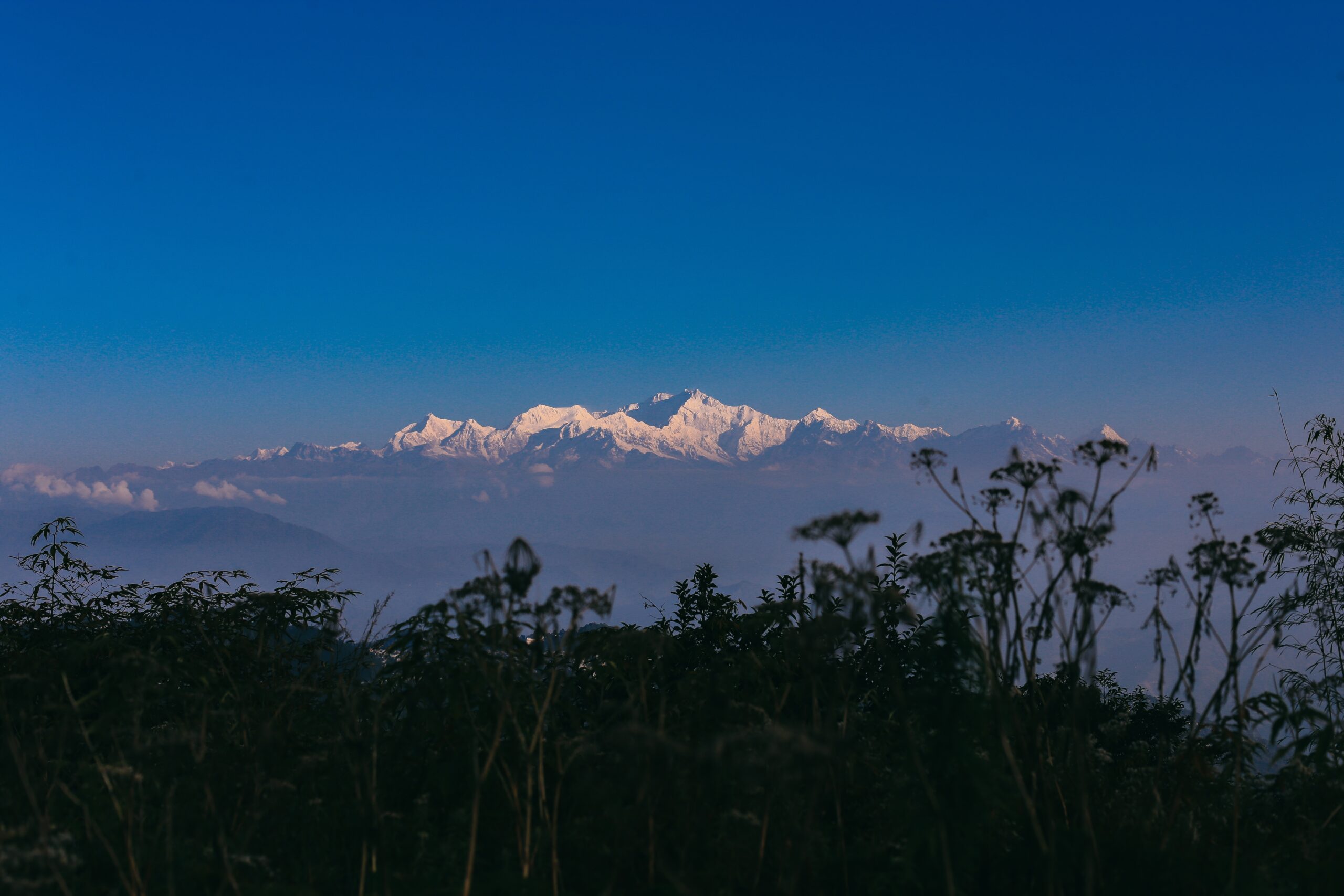 North Bengal Dooars: Wildlife, Tea Gardens, and Scenic Forest Trails