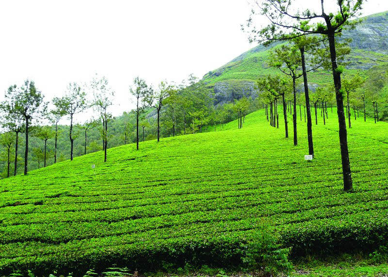 munnar_tea_garden