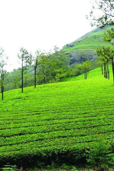 munnar_tea_garden