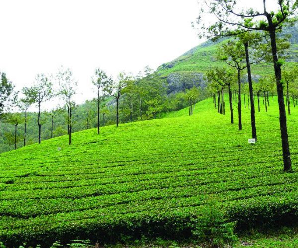 munnar_tea_garden