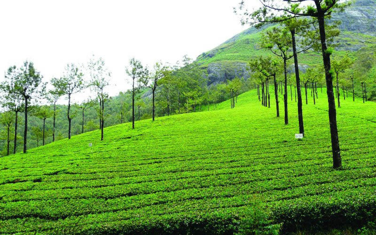 munnar_tea_garden
